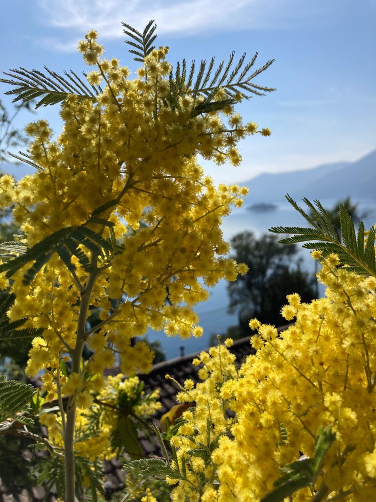 Bnb122 Bed&Breakfast Ascona Eksteriør bilde